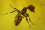Two Detailed Fossil Ants (Formicidae) In Baltic Amber #200186-1